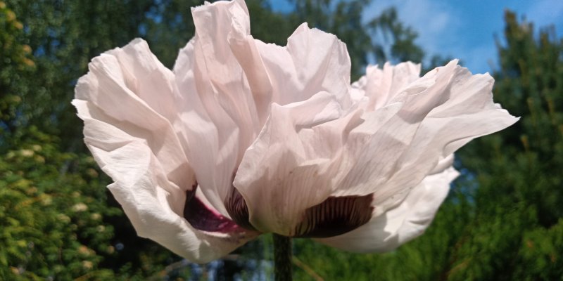 Papaver orientale 'Checkers' Мак восто́чный